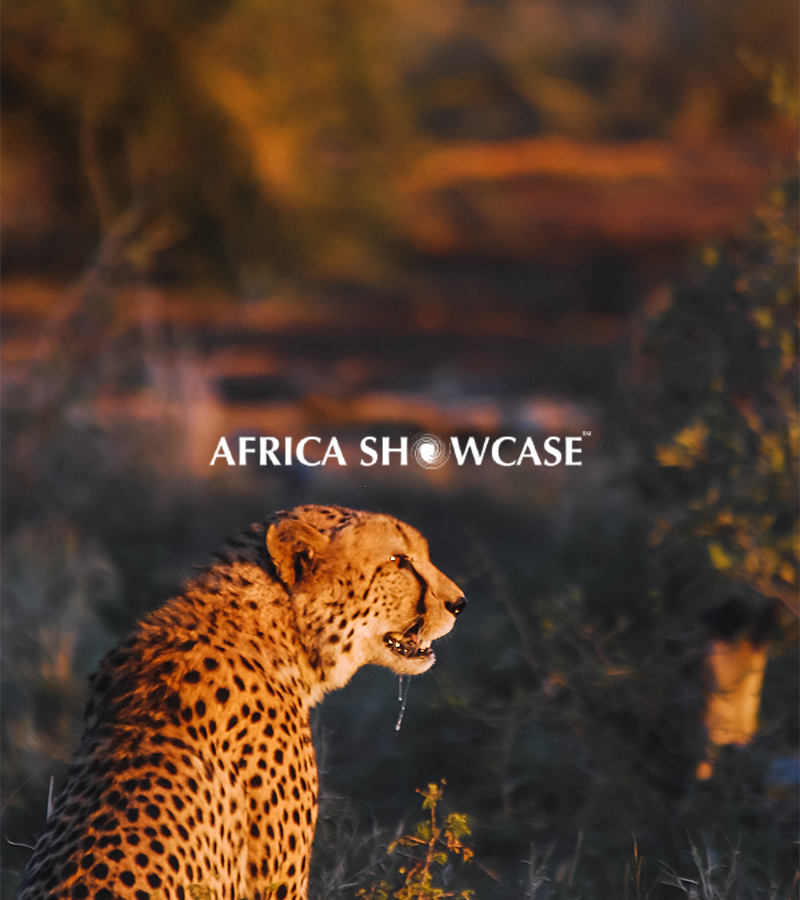Africa Showcase